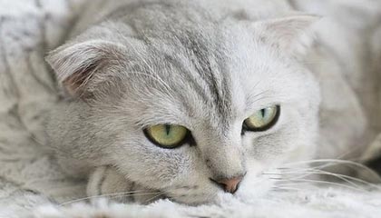 斗球体育直播电脑版-英格兰35年首胜爱尔兰 马圭尔赎罪维拉大腿闪耀